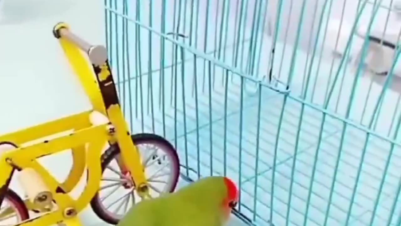 Funny Animal Video Part 3
