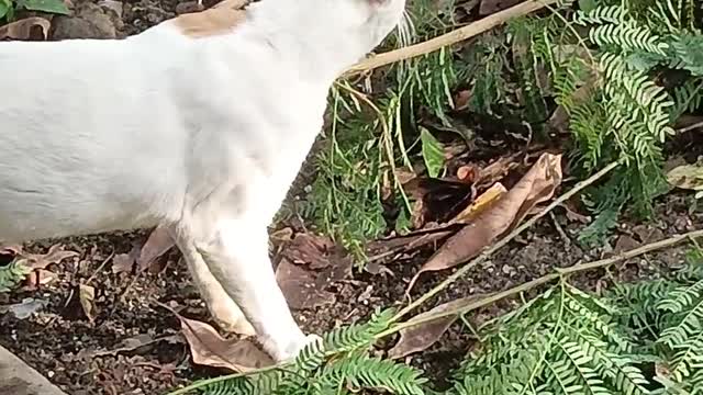 The cat likes vegetables