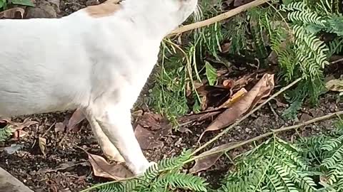 The cat likes vegetables