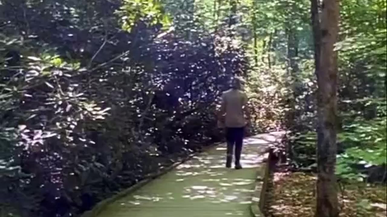 RHODODENDRONS CROWDED BOARDWALK