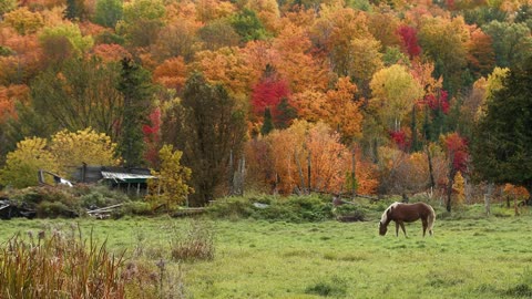 10 MINUTES of BEAUTIFUL FALL HORSES | BEST Relax Music, Meditation, Stress Relief, Calm | TVM