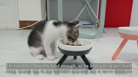 What Happens When the Rescued Kitten Eats New Food For The First Time │ Episode.51