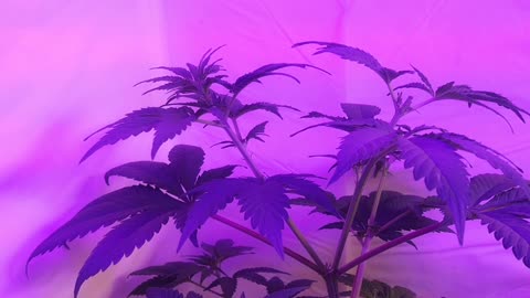MY CLOSET GROW #3