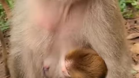 Lovely and Funny Monkey 💚 - Videos Compilation |Life Anything|