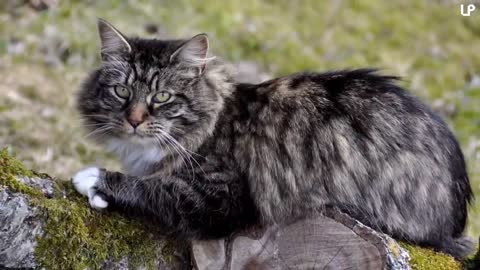 10 Biggest Cat Breeds