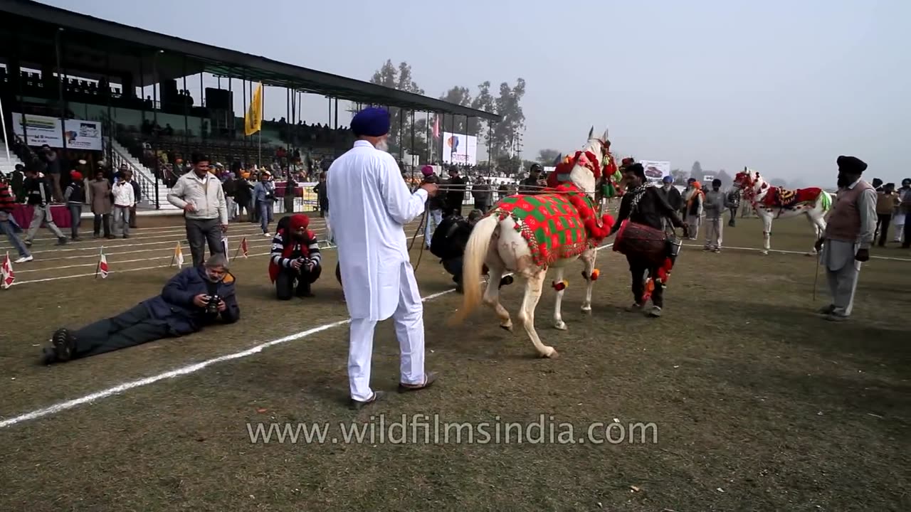 Famous Horse Dance