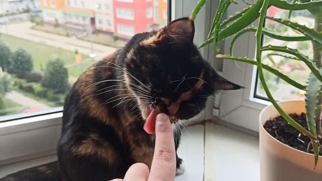 This is how my cat greets its owner. She is very obedient