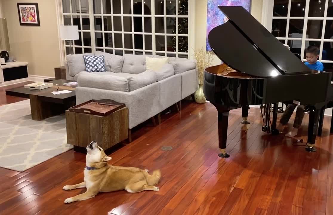 A Lovable Akita Dog Singing to the Little Dog Waltz