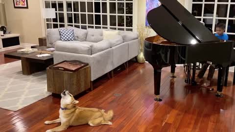 A Lovable Akita Dog Singing to the Little Dog Waltz