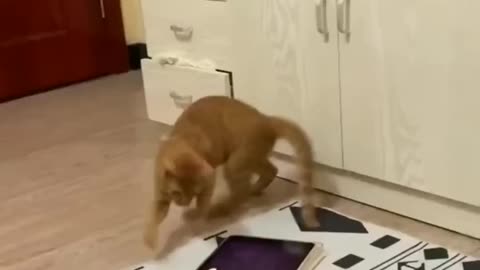 FUNNY CAT and D BIRDS HORSES NEW Funniest Animals Videos OGS CAT 🐶🐱&