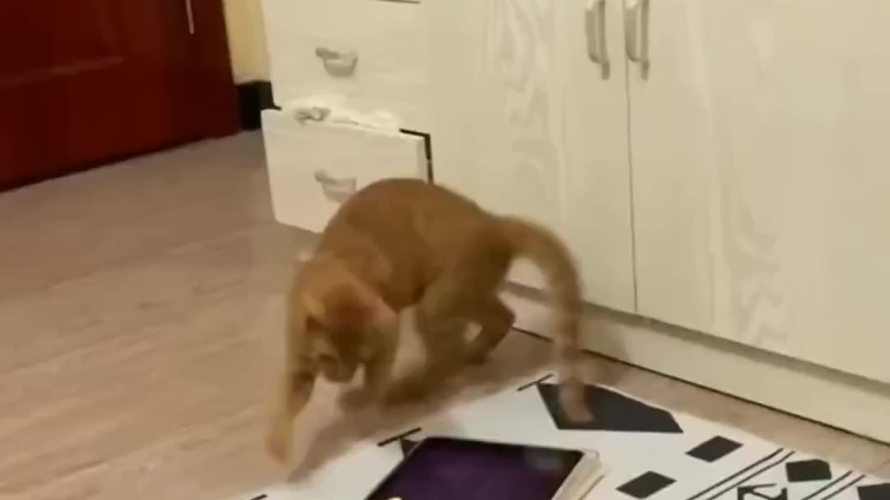 FUNNY CAT and D BIRDS HORSES NEW Funniest Animals Videos OGS CAT 🐶🐱&