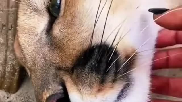 Big Cat Chin Scratches & Boops