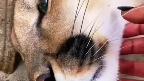 Big Cat Chin Scratches & Boops