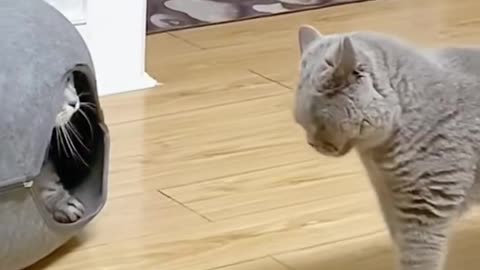 Funny cats video