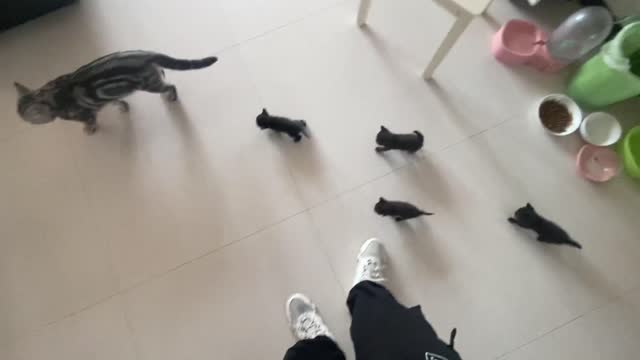Mother cat walks around with four little guys