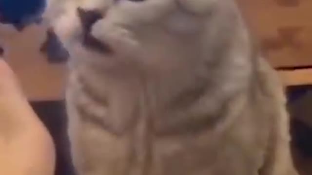 FUNNIE CAT ! FUNNIE ANIMALS.... CUTE CAT