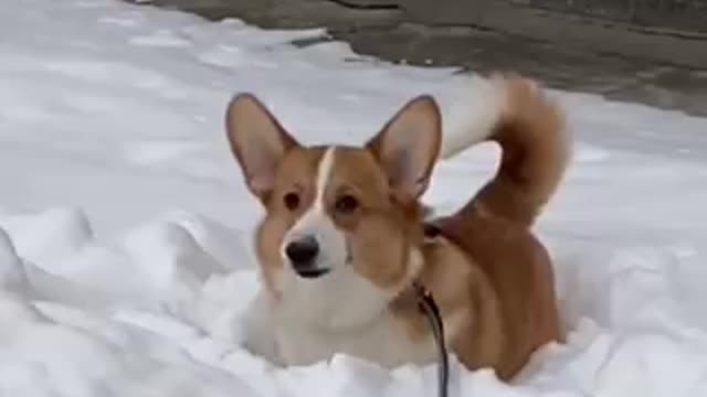 This corgi loves snow SOOO MUCH!