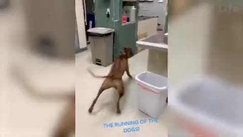 Funny Cats And Dogs Videos - funniest Animals videos 2022😂