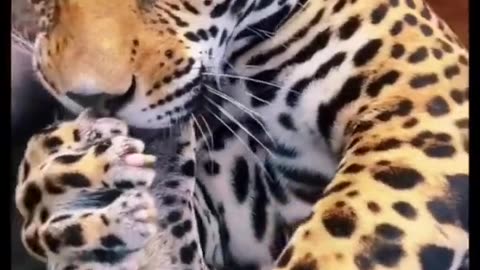 Big Jaguar Belly! ADORABLE