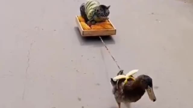 What possessed duckling to drag a dog?