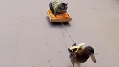 What possessed duckling to drag a dog?