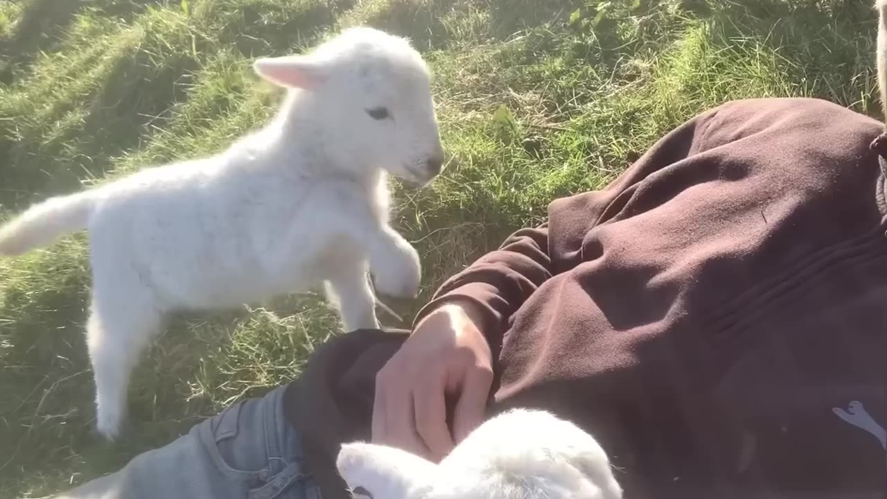 Cute Lamb Needs Attention