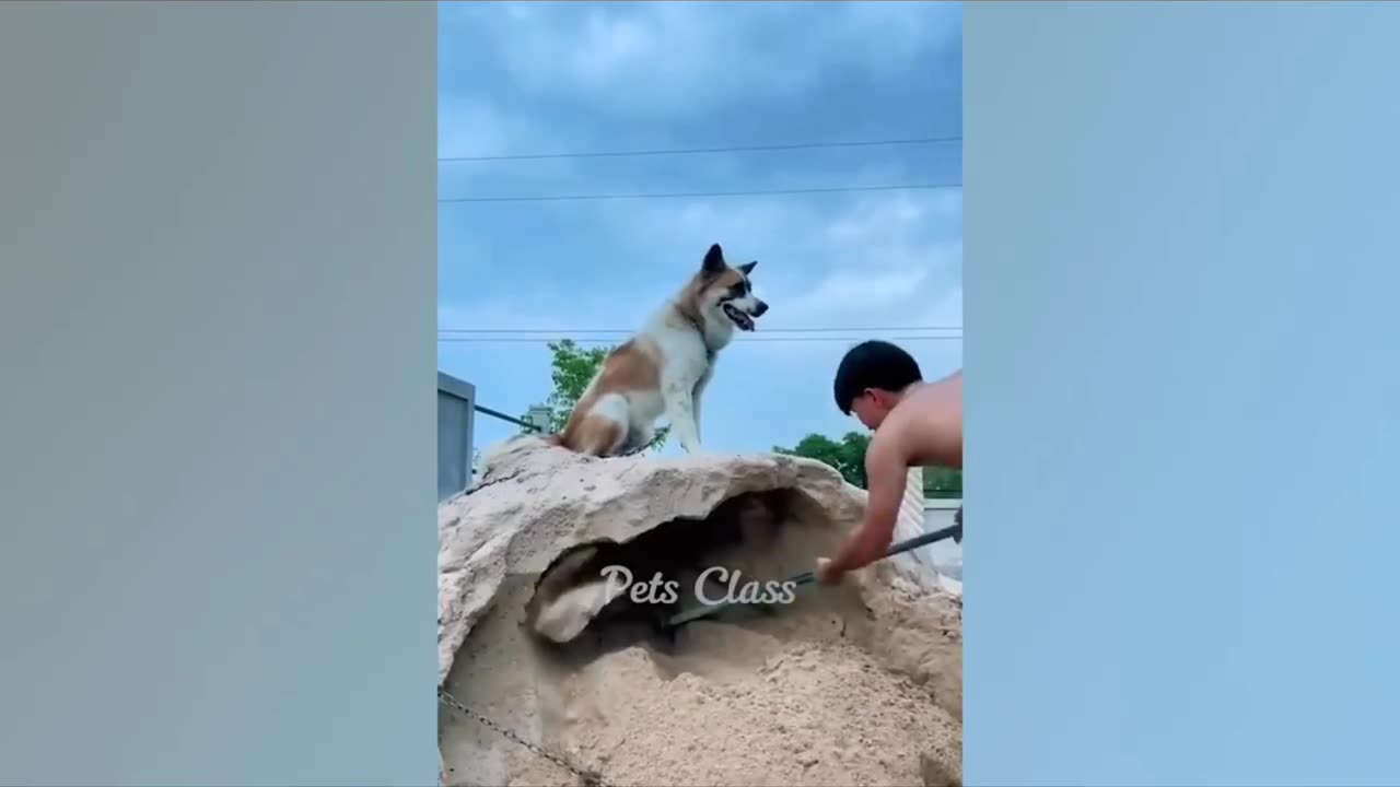 Most Funniest animal videoes 😂🤣 cat's🐱 and dog's🐶 😂😂😂😂