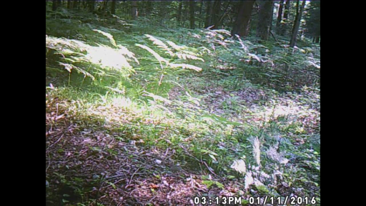 3 trail cam bob cat coyotes