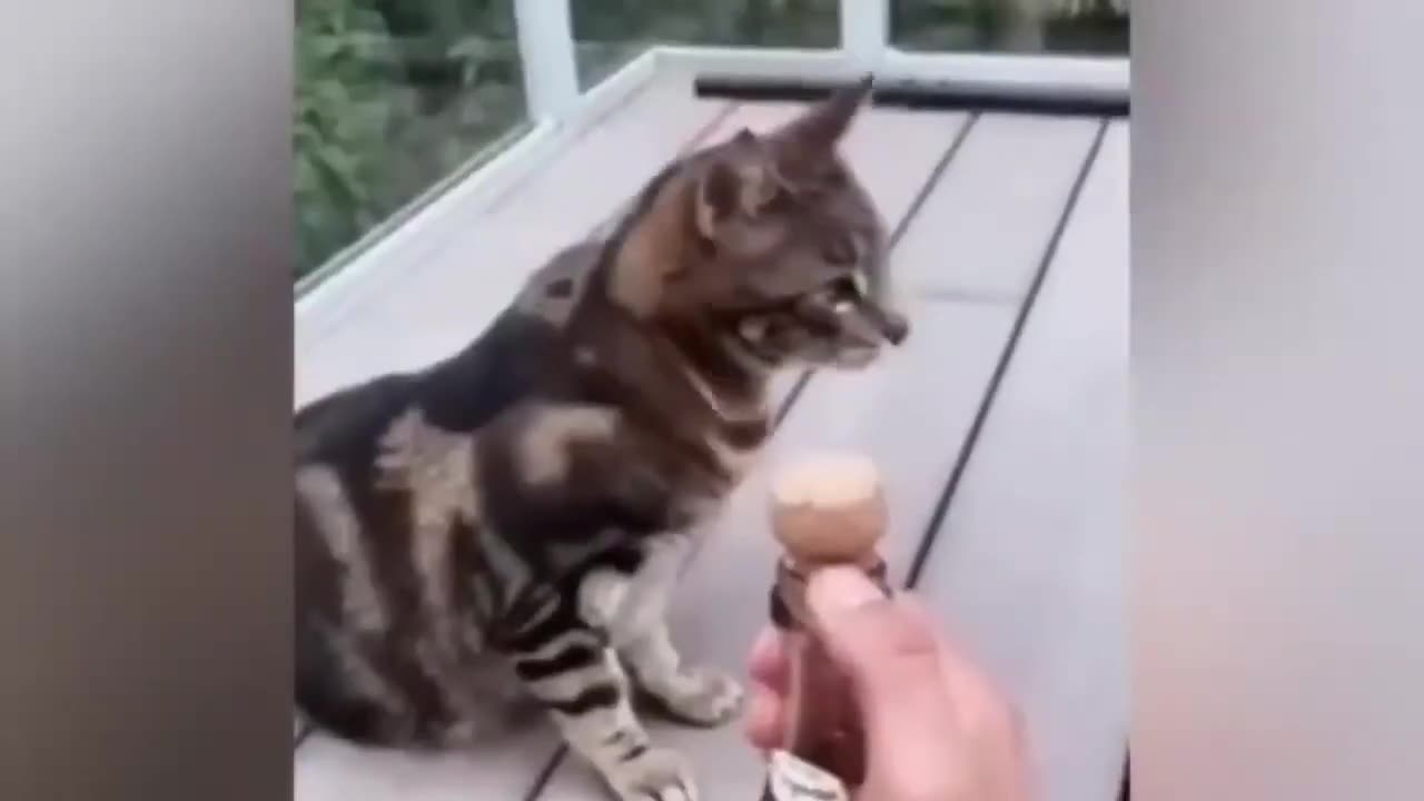 funny animal videos 2023