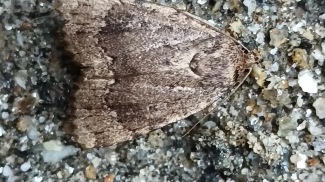 Copper underwing moth