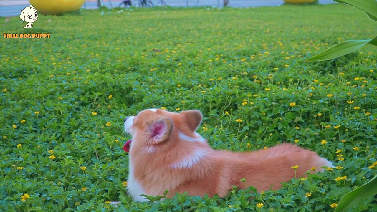 Funny Dog Dance