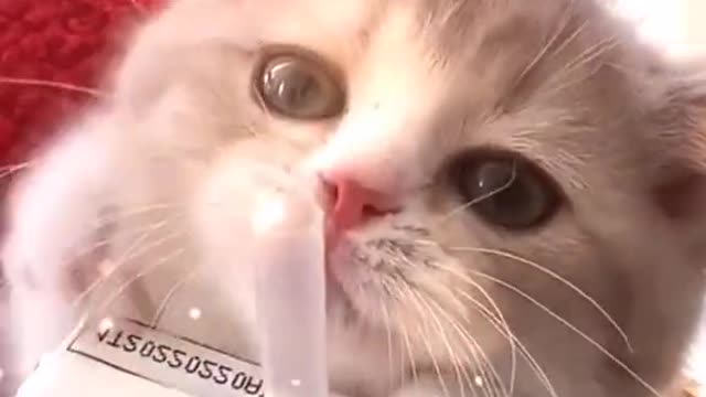 The cutest suckling cat