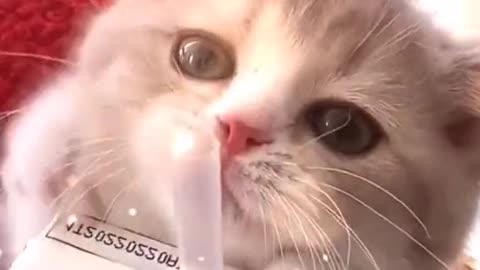 The cutest suckling cat