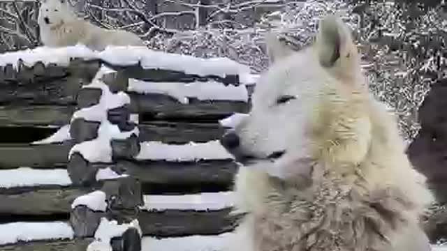 Wolf Easter snow making a noise