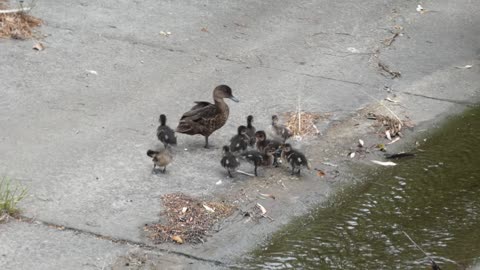 ducks Melbourne Australia