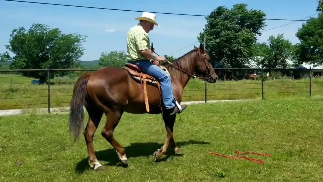 Perfect horse saved from slaughter