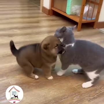 CUTE CAT,FUNNY VIDEO,CAT LOVE,VIRAL