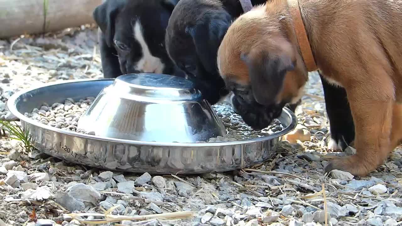 Chiots Boxers 🇩🇪 première journée au parc à chiots @Elevage des Belles Truffes