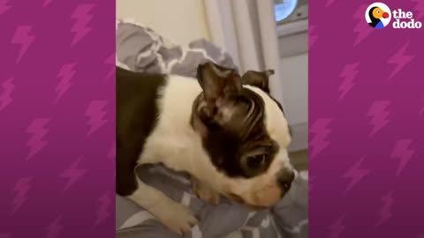 Watch This Five-Pound Frenchie Turn Into A Gremlin | The Dodo Little But Fierce