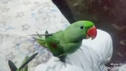 Mountain parrot