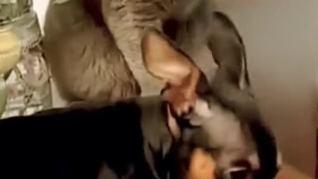 Funny Animal Videos #60