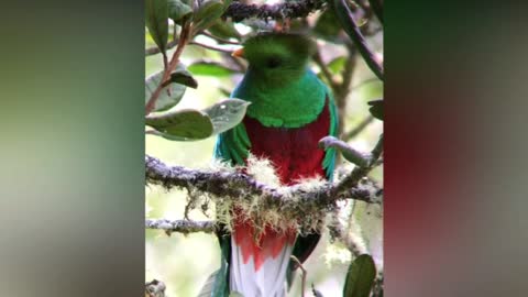 Birds Resplendentquetzal