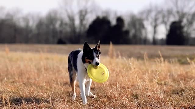 GOLDEN RETRIEVER OU BORDER COLLIE, QUAL É O MAIS INTELIGENTE?