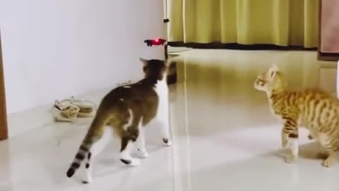 funny cat video ۔