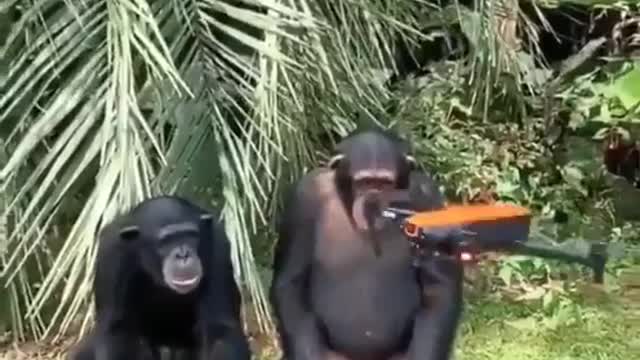 The monkey is playing
