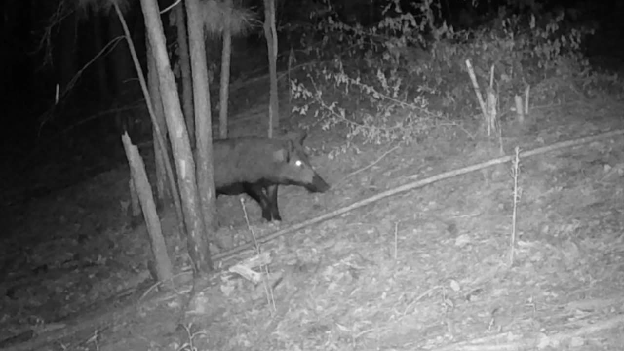 Texas Night Hog Weekly, 8/04/23