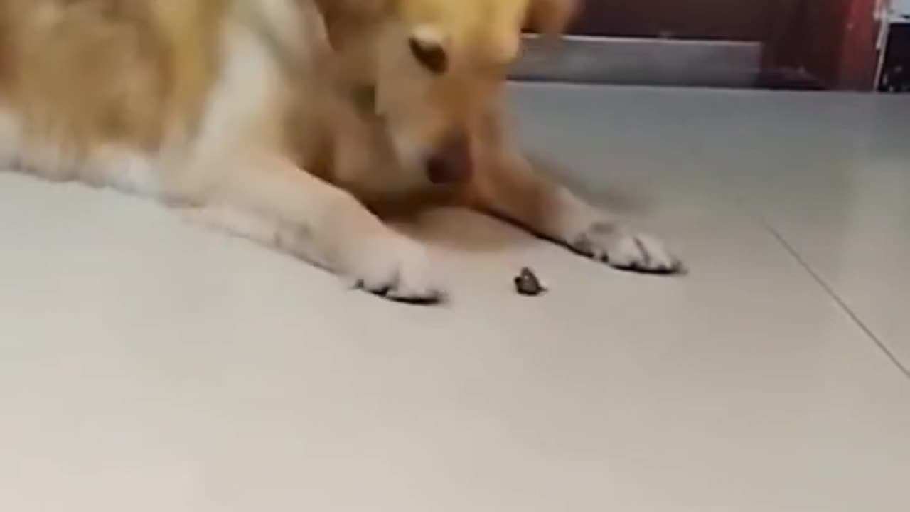 Try not to laugh🤣 Funny animals😹#funny animals