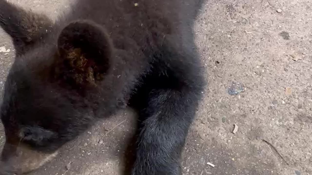 Bear Cub Is Fascinated By Shoe