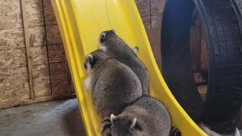 Large Orphaned Raccoons Enjoy Play Room