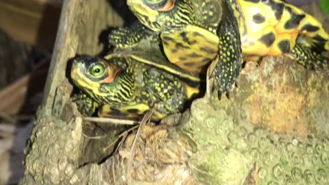 I FOUND TWO BABY TURTLE IN FOREST 😱😱